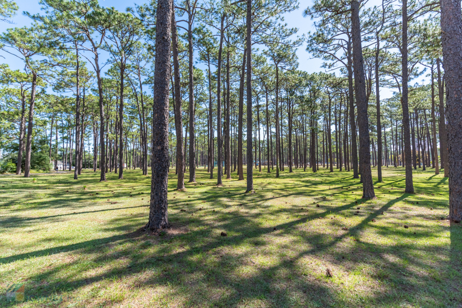 Long Leaf Park