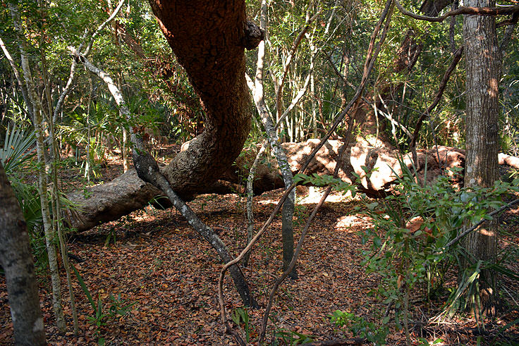 Bald Head Woods, NC