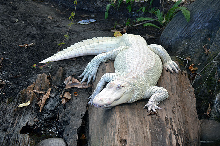 An albino alligator at N.C. Aquarium at Fort Fisher