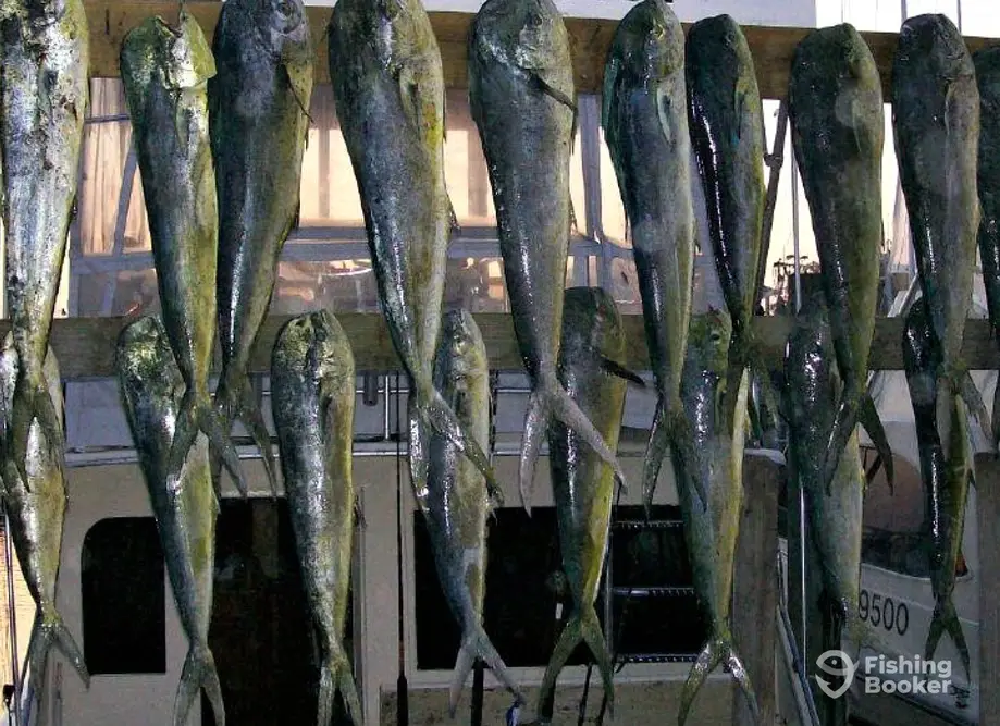 Wet N Wild Sportfishing charter image 4