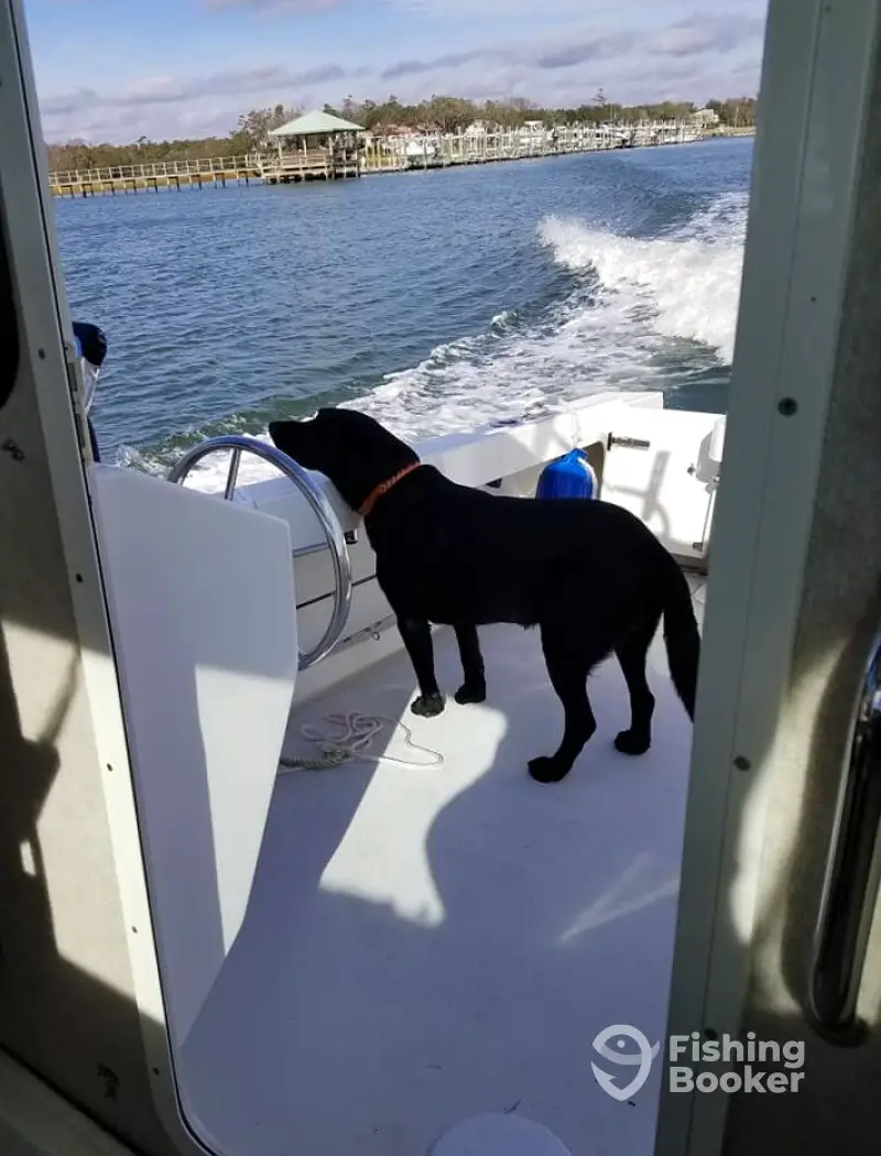 Katfish Kayak And Fishing Adventures, Llc charter image 5