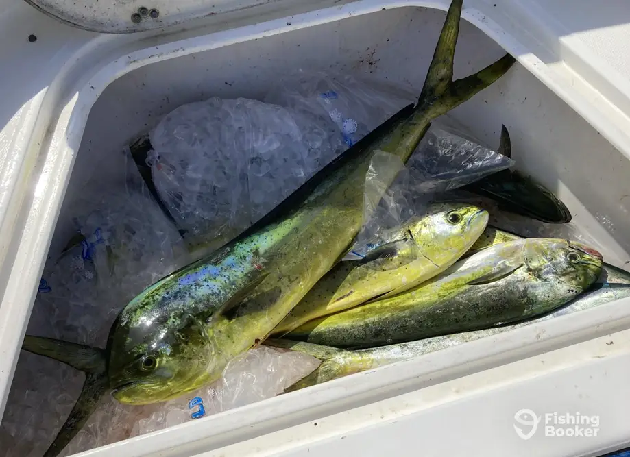 Playin' Hooky Too Charters charter image 5