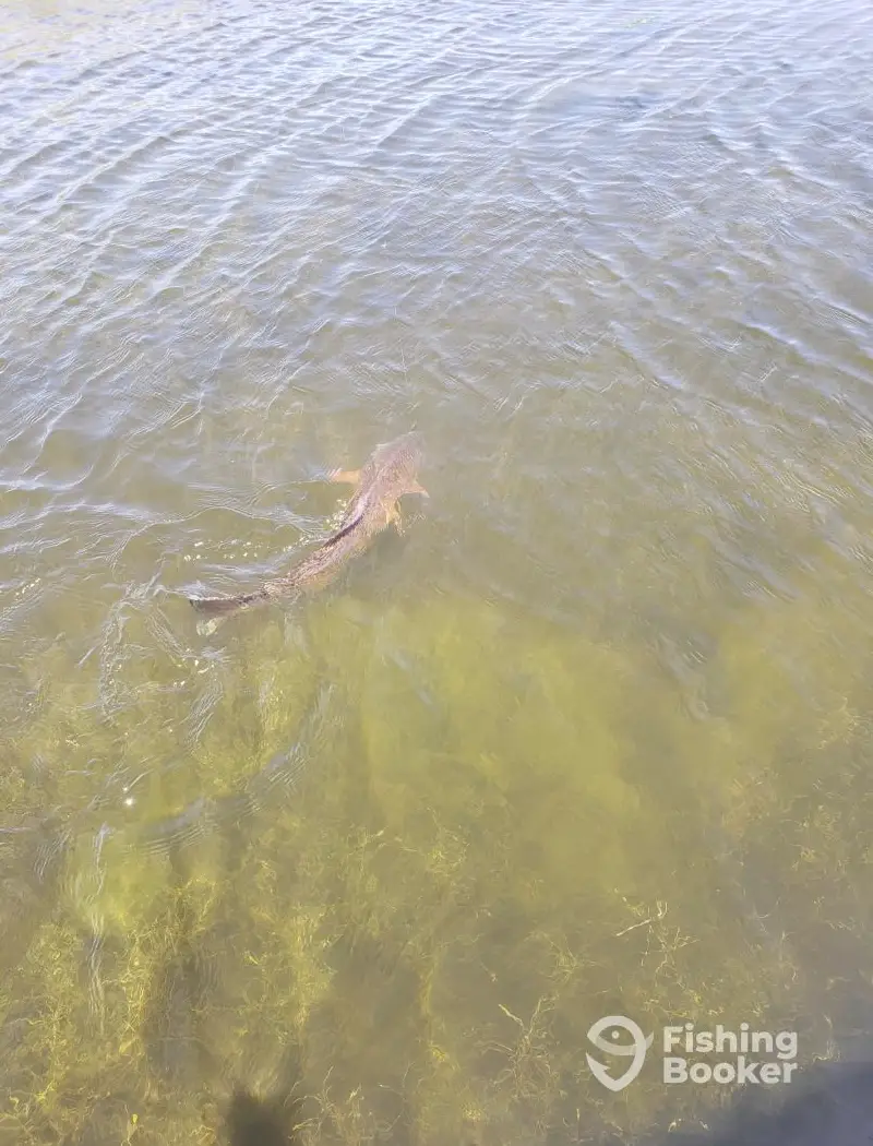 Kids Fishing 101 charter image 2