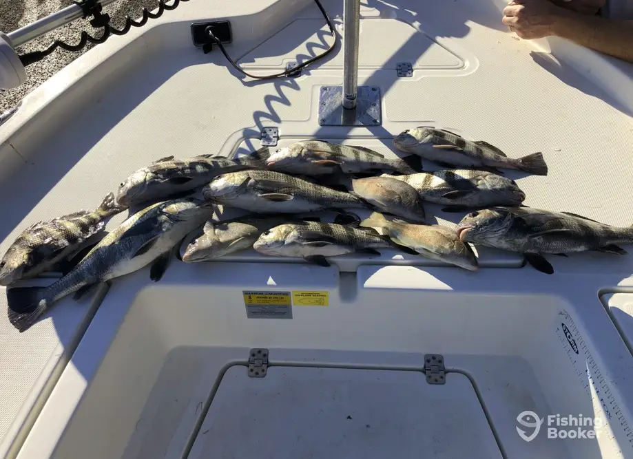 Hounddog Fishing Charters charter image 4