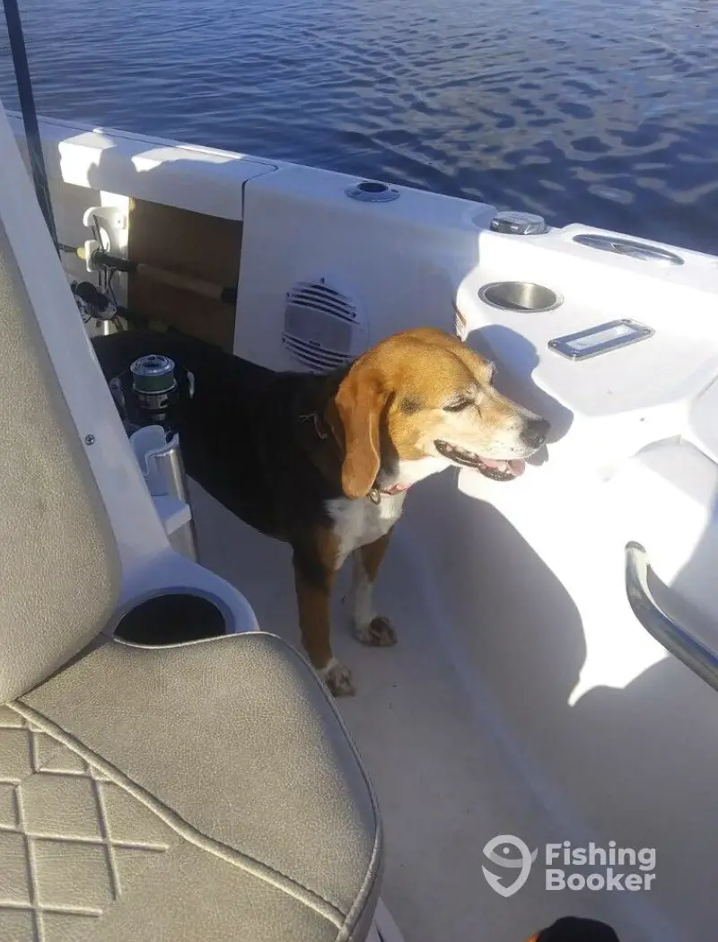 Fishing Beagle Adventures, LLC charter image 4