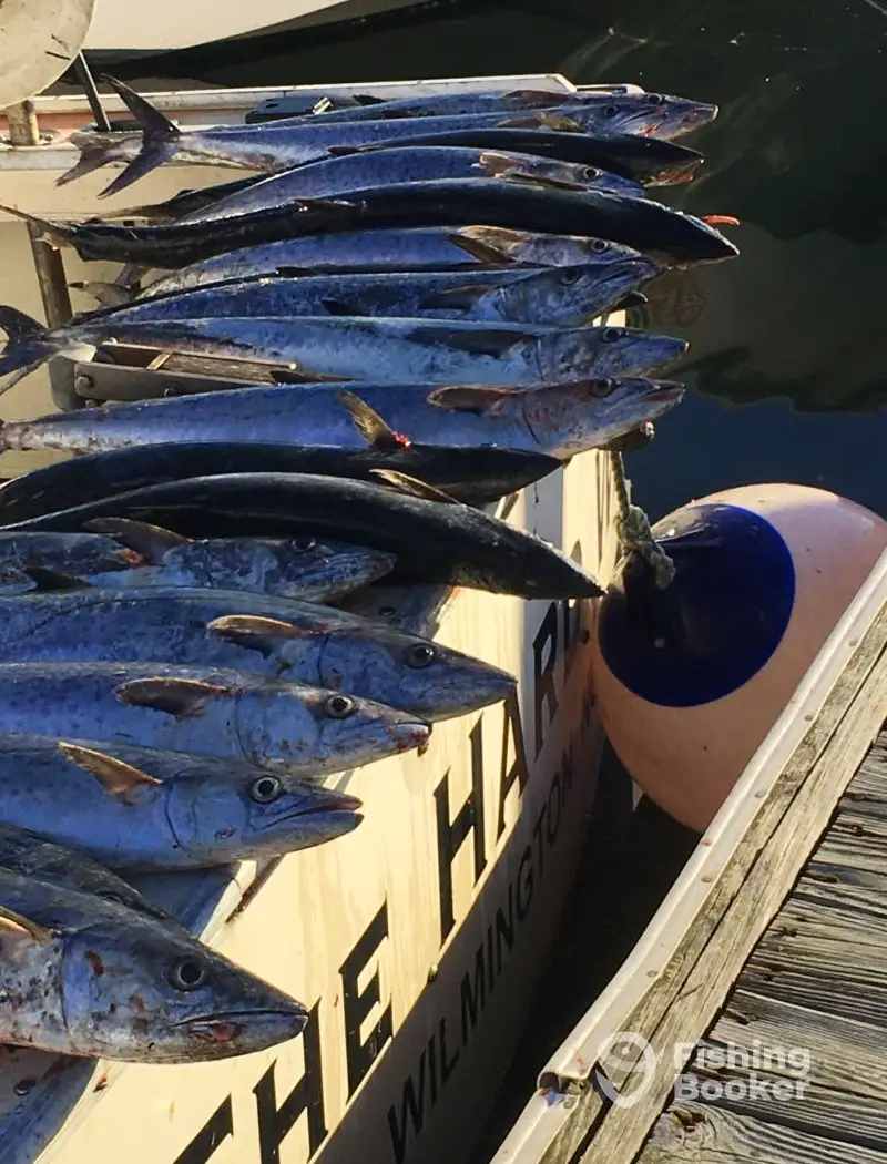 Deep Sea Express Charters charter image 4