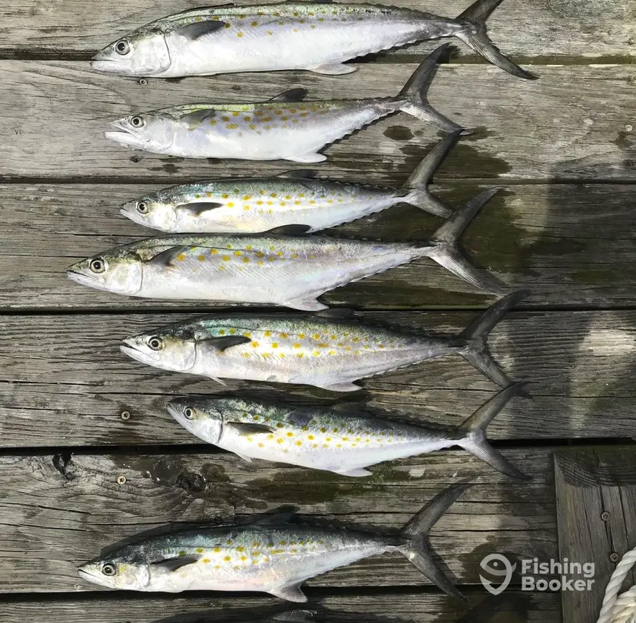 Onslow Bay Waterman Charters charter image 5