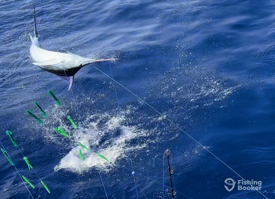 Sea Smiles Charters charter image 3