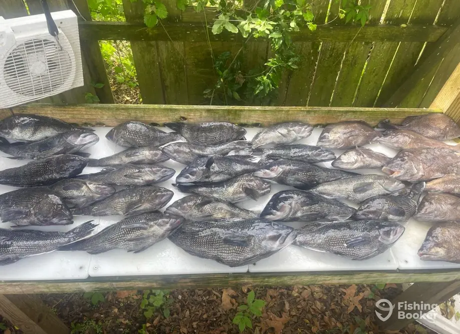 Live Action Charters OKI charter image 4