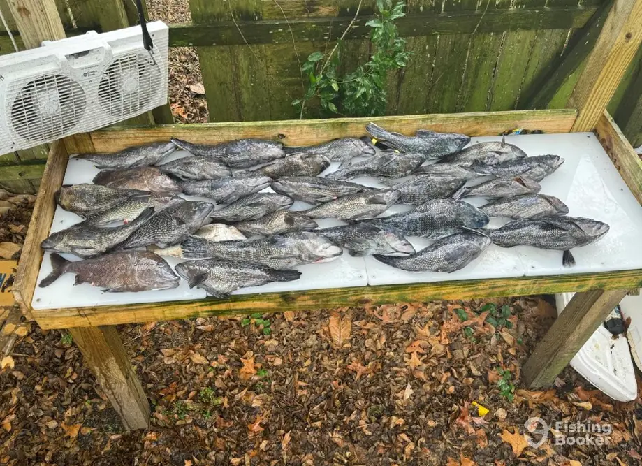 Live Action Charters OKI charter image 5