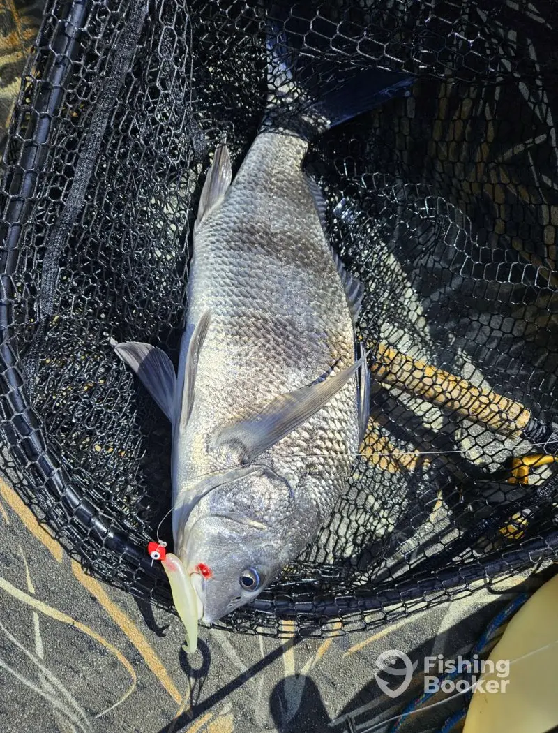 Marsh Magic Guide Service – Wilmington charter image 5